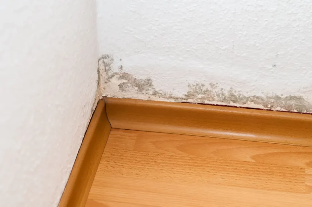 Schimmelbeseitigung Mannheim